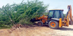 أشجار الغاف البحري تغزو البيئة في سلطنة عُمان